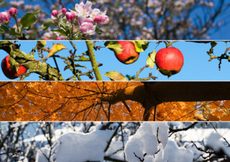 Learning the seasons - beginners French
