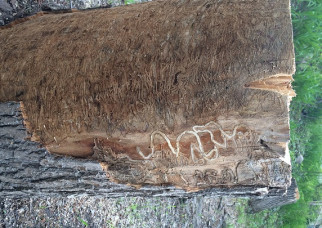 The death of millions of trees in Quebec and across North America, caused by the emerald