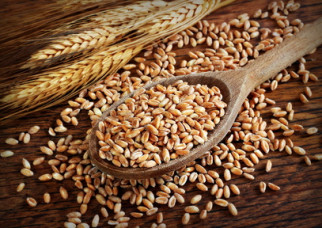 St. Barbara's wheat