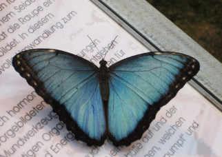 La Grèce au-dessus des mots français 